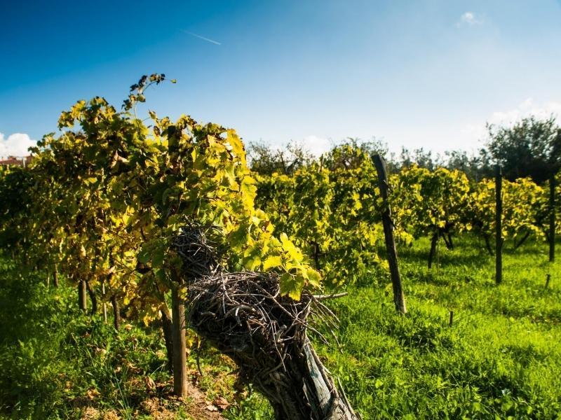 Podere Scaluccia Impruneta Exterior photo